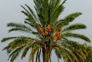 نخلة