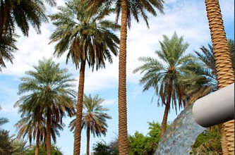 http://www.hodaalquran.com/thump/plants/naqala1.jpg
